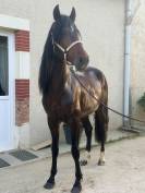 Cheval &agrave; vendre 
