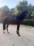 Cheval &agrave; vendre 