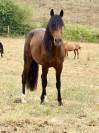 Gelding No Origin Recorded For sale 2021 Bay