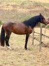 Gelding No Origin Recorded For sale 2021 Bay