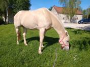 Hongre Quarter Horse Palomino