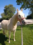 Hongre Quarter Horse Palomino