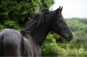 M&acirc;le KWPN dressage de 2 ans