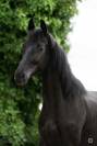 M&acirc;le KWPN dressage de 2 ans