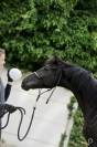 M&acirc;le KWPN dressage de 2 ans