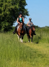 Ponette onc type welsh d&eacute;bourr&eacute;e et polyvalente