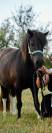 &Agrave; vendre &ndash; Ponette ONC de 4 ans