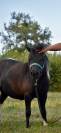 &Agrave; vendre &ndash; Ponette ONC de 4 ans