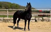&Agrave; vendre hongre noir de 6 ans  