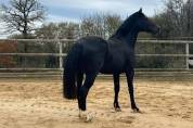 &Agrave; vendre hongre noir de 6 ans  