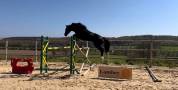 &Agrave; vendre hongre noir de 6 ans  