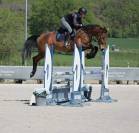 Hongre 5ans CSO amateur &eacute;lite 