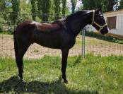 Black horse with blue eyes 