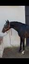 Black horse with blue eyes 