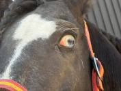 Black horse with blue eyes 