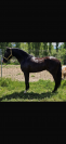 Black horse with blue eyes 