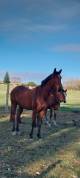 Trotteur 4 ans