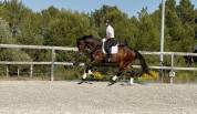 Jument 2023 dressage 