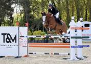 Super hongre de 9 ans pour Amateur &eacute;lite et plus