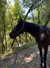 A donner - Jument pur sang de 7 ans