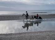 Dream des Lauzes, connemara PP, 13 ans
