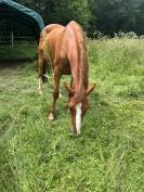 Pouliniere SF par Andiamo SEmilly 