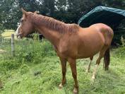 Pouliniere SF par Andiamo SEmilly 