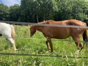 Pouliniere SF par Andiamo SEmilly 