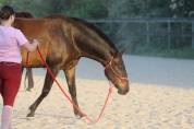 Pouliche pur sang lusitanien 5 ans 