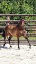 Pouliche pur sang lusitanien 5 ans 