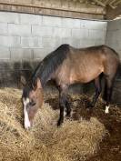 Pouliche SF 1 an par Touardo Blue 