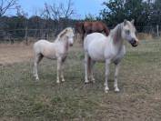 M&acirc;le, femelle et poulini&egrave;re welsh mountain pony