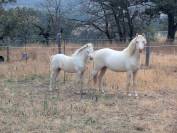 M&acirc;le, femelle et poulini&egrave;re welsh mountain pony