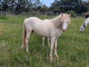 M&acirc;le, femelle et poulini&egrave;re welsh mountain pony