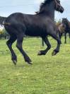 Pouliche crois&eacute; frison