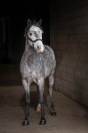Sport pony for sale 