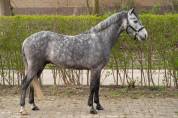 Sport pony for sale 