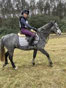 Sport pony for sale 