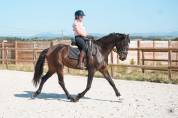 Yegua KWPN Caballo de Deporte Neerland&eacute;s En venta 2020 Bayo