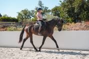Yegua KWPN Caballo de Deporte Neerland&eacute;s En venta 2020 Bayo