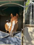 Ponette de sport &Agrave; VENDRE 