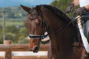 Mare Hanoverian For sale 2016 Bay