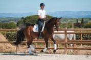 Mare Hanoverian For sale 2016 Bay
