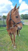 Hongre 10 ans Quater Horse PP