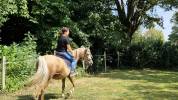 jument 8 ans palomino