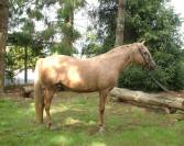 jument 8 ans palomino