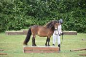 Ponette shetland PP (CSO/equifun)