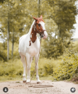 HUTINA DES COMTESSES SELLE FRANCAIS 8ANS