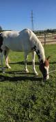 HUTINA DES COMTESSES SELLE FRANCAIS 8ANS