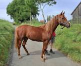 Etalon 2 ans